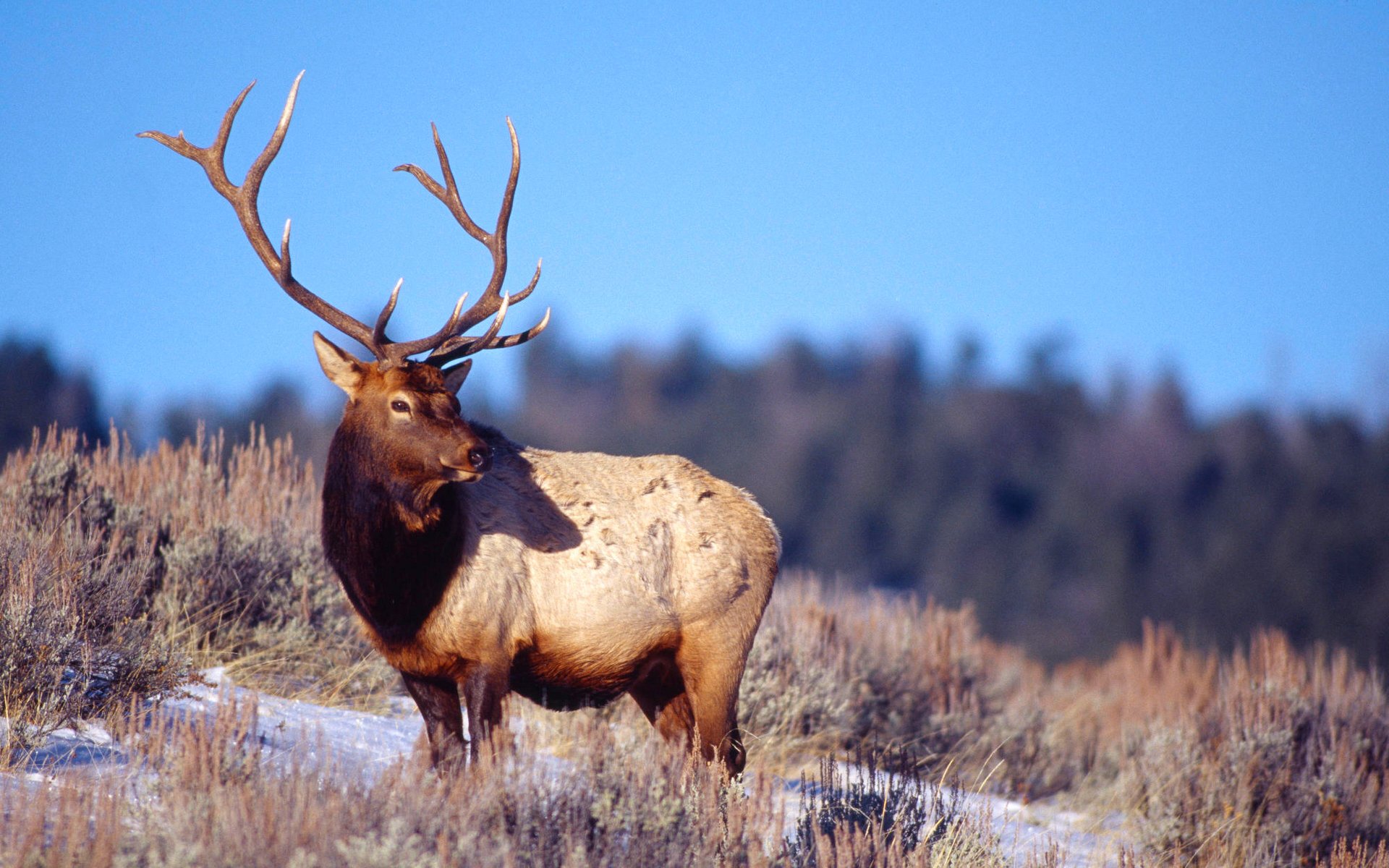 winter, Snow, Landscape, Nature, Deer, Elk Wallpaper