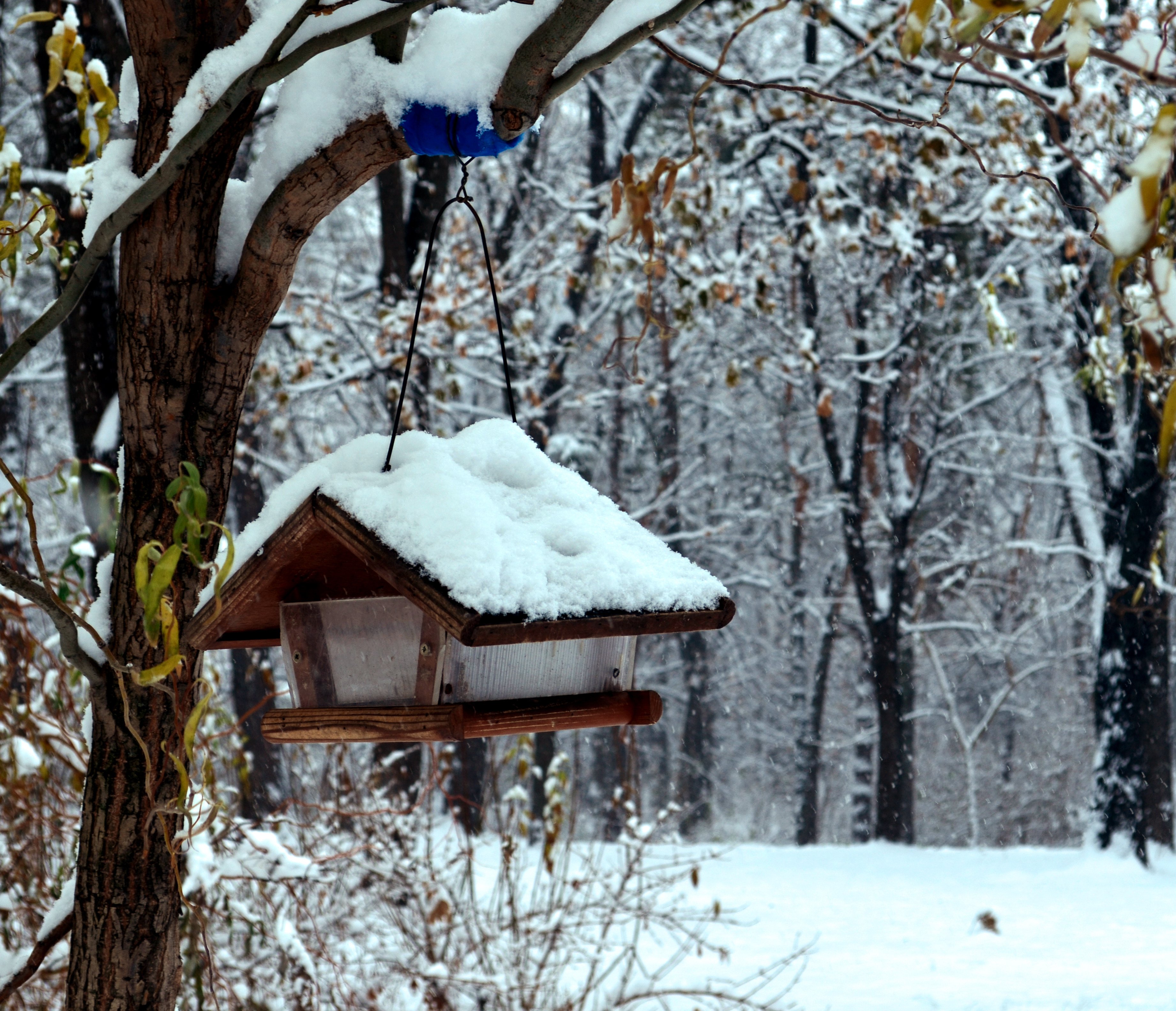 winter, Snow, Landscape, Nature Wallpaper