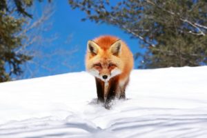 winter, Snow, Landscape, Nature, Fox, Foxes