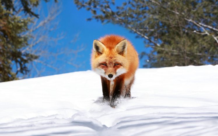 winter, Snow, Landscape, Nature, Fox, Foxes HD Wallpaper Desktop Background