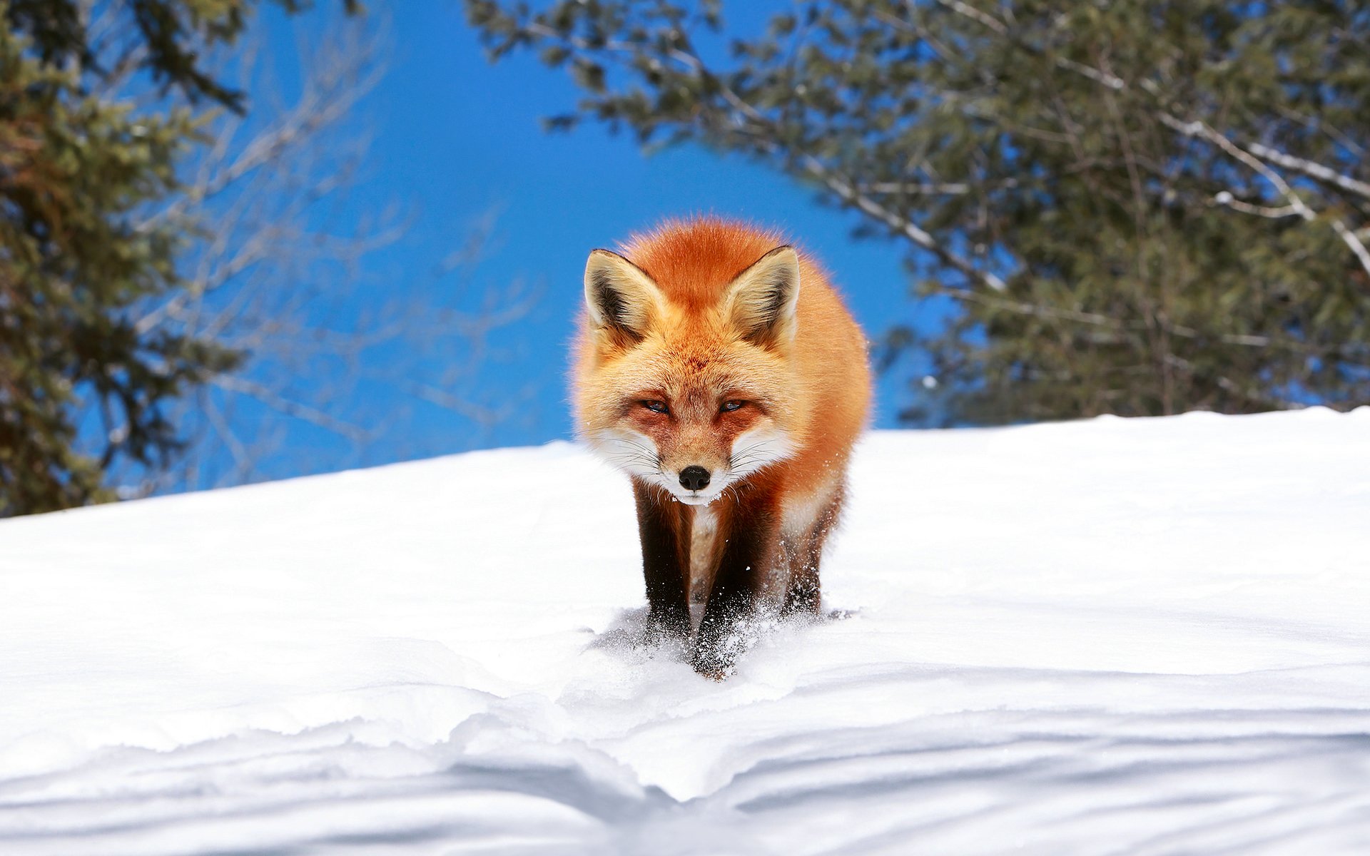 winter, Snow, Landscape, Nature, Fox, Foxes Wallpaper