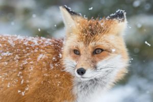 winter, Snow, Landscape, Nature, Fox, Foxes