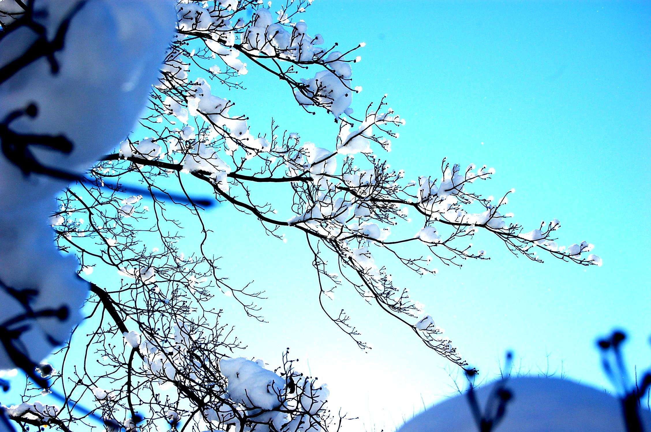 winter, Snow, Landscape, Nature Wallpaper
