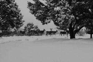 winter, Snow, Landscape, Nature, Deer