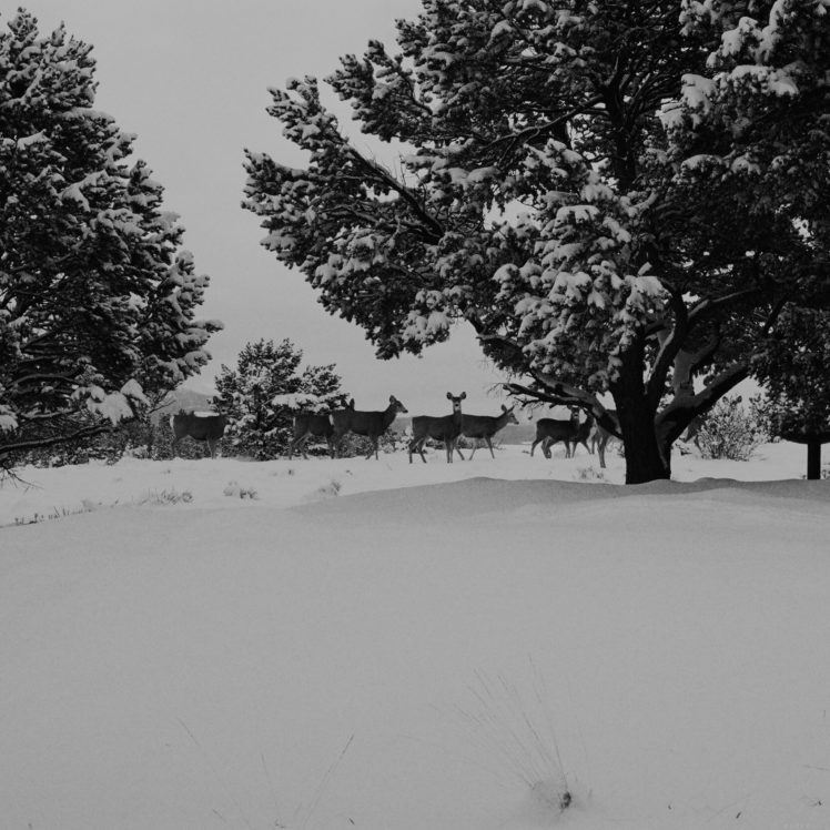 winter, Snow, Landscape, Nature, Deer HD Wallpaper Desktop Background