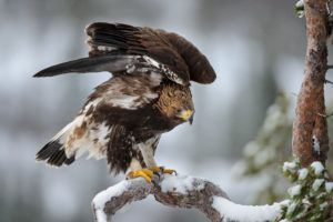 winter, Snow, Landscape, Nature, Eagle