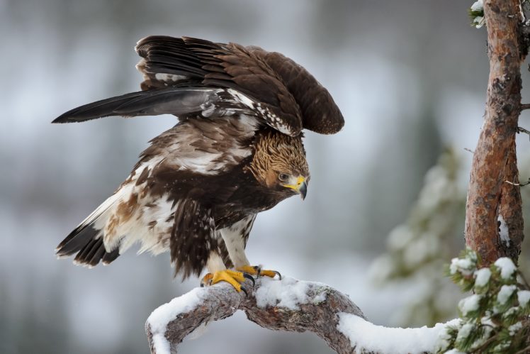 winter, Snow, Landscape, Nature, Eagle HD Wallpaper Desktop Background