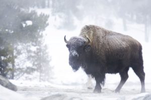 winter, Snow, Landscape, Nature, Cow, Bison, Buffalo