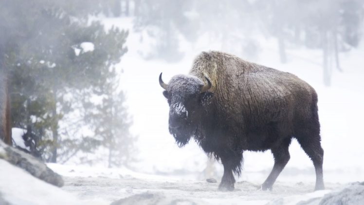 winter, Snow, Landscape, Nature, Cow, Bison, Buffalo HD Wallpaper Desktop Background