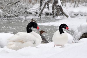 winter, Snow, Landscape, Nature, Geese, Goose