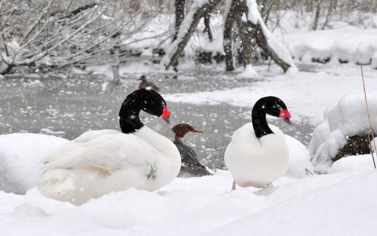 winter, Snow, Landscape, Nature, Geese, Goose HD Wallpaper Desktop Background
