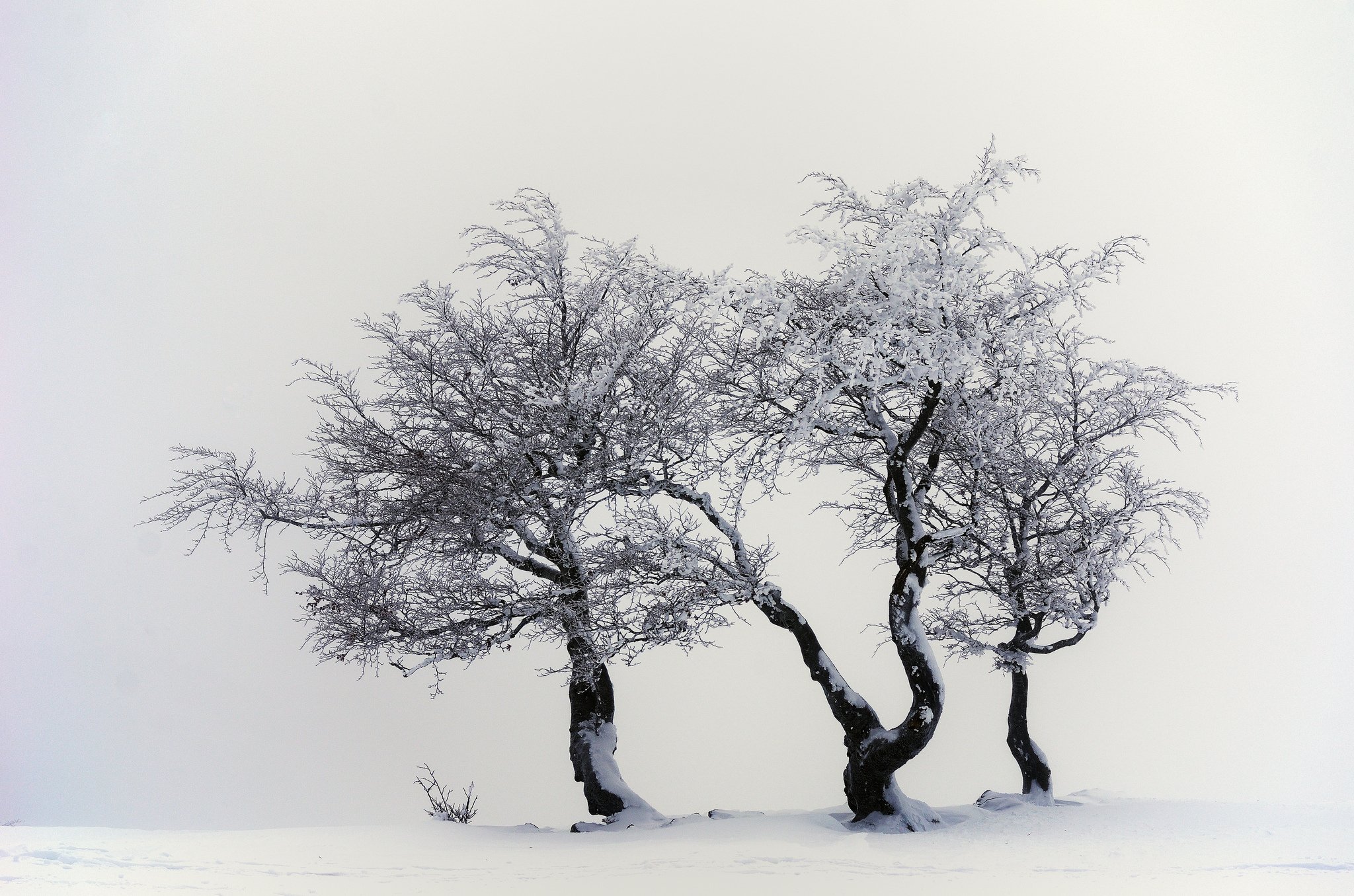 winter, Snow, Landscape, Nature Wallpaper