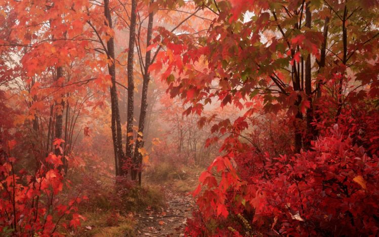 autumn, Fall, Landscape, Nature, Tree, Forest, Leaf, Leaves HD Wallpaper Desktop Background