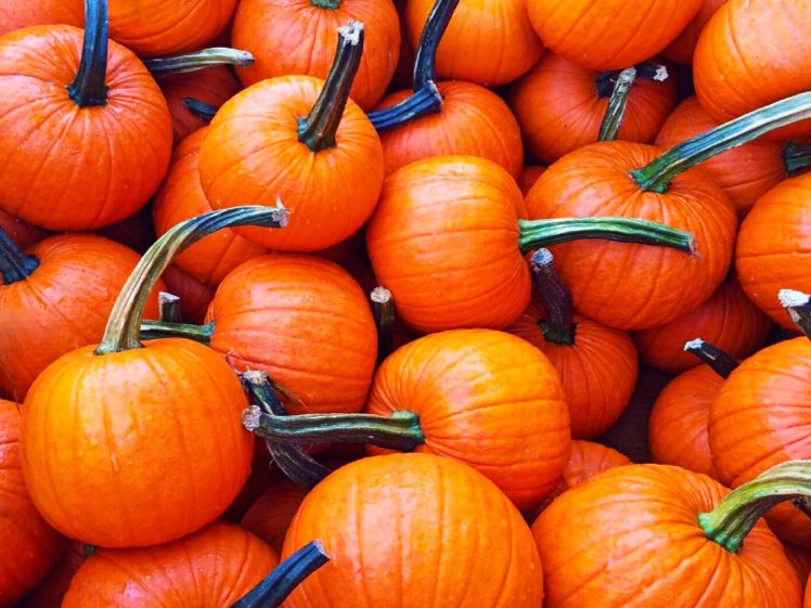 autumn, Fall, Landscape, Nature, Tree, Forest, Leaf, Leaves, Pumpkin, Thanksgiving HD Wallpaper Desktop Background