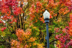 autumn, Fall, Landscape, Nature, Tree, Forest, Leaf, Leaves, Lamp, Light, Post