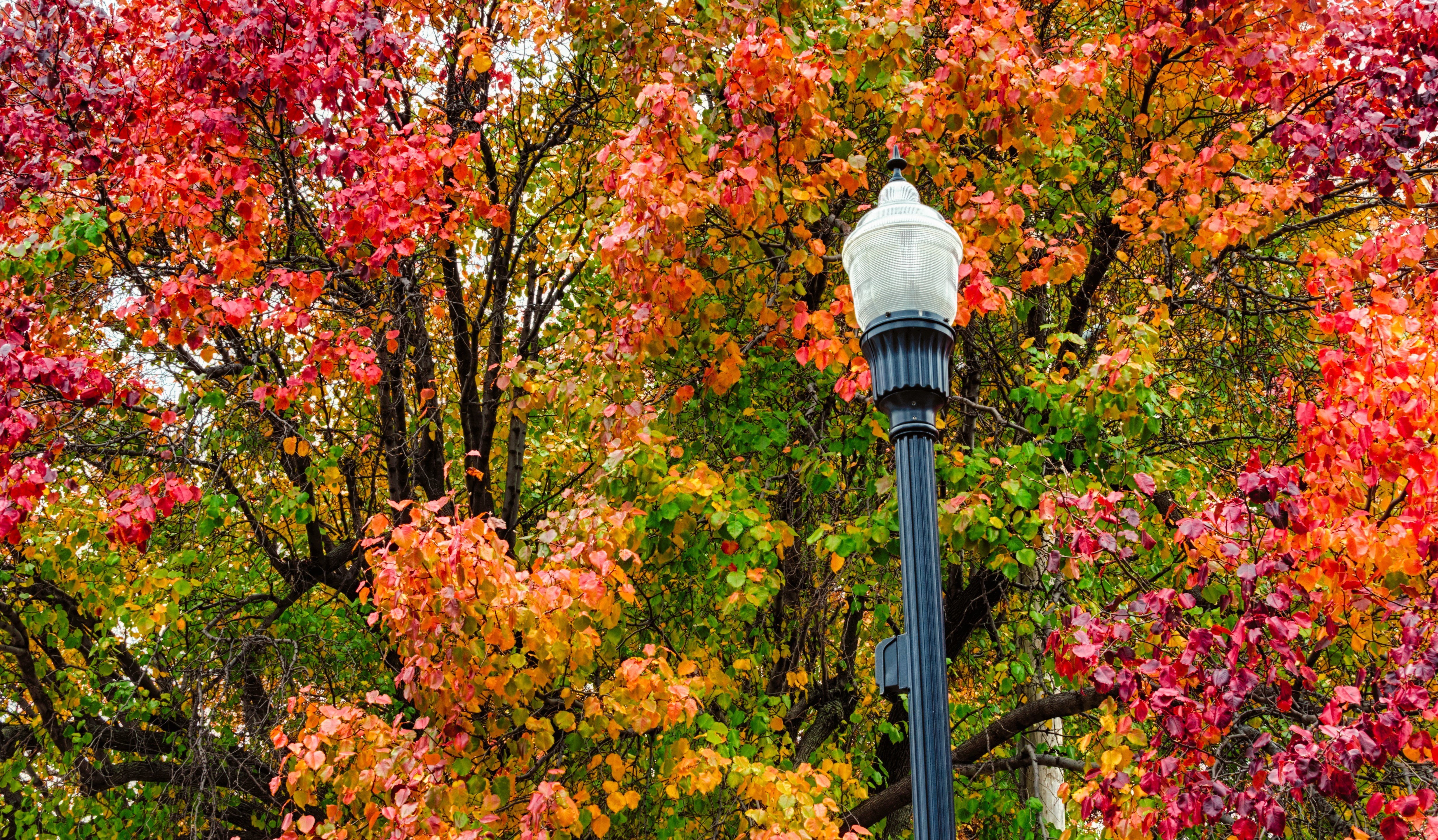 autumn, Fall, Landscape, Nature, Tree, Forest, Leaf, Leaves, Lamp, Light, Post Wallpaper