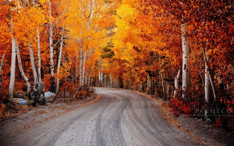 autumn, Fall, Landscape, Nature, Tree, Forest, Leaf, Leaves, Road, Path, Trail HD Wallpaper Desktop Background
