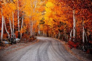 autumn, Fall, Landscape, Nature, Tree, Forest, Leaf, Leaves, Road, Path, Trail