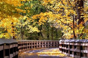 autumn, Fall, Landscape, Nature, Tree, Forest, Leaf, Leaves, Bridge