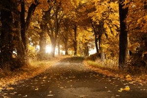 autumn, Fall, Landscape, Nature, Tree, Forest, Leaf, Leaves, Road, Path, Trail