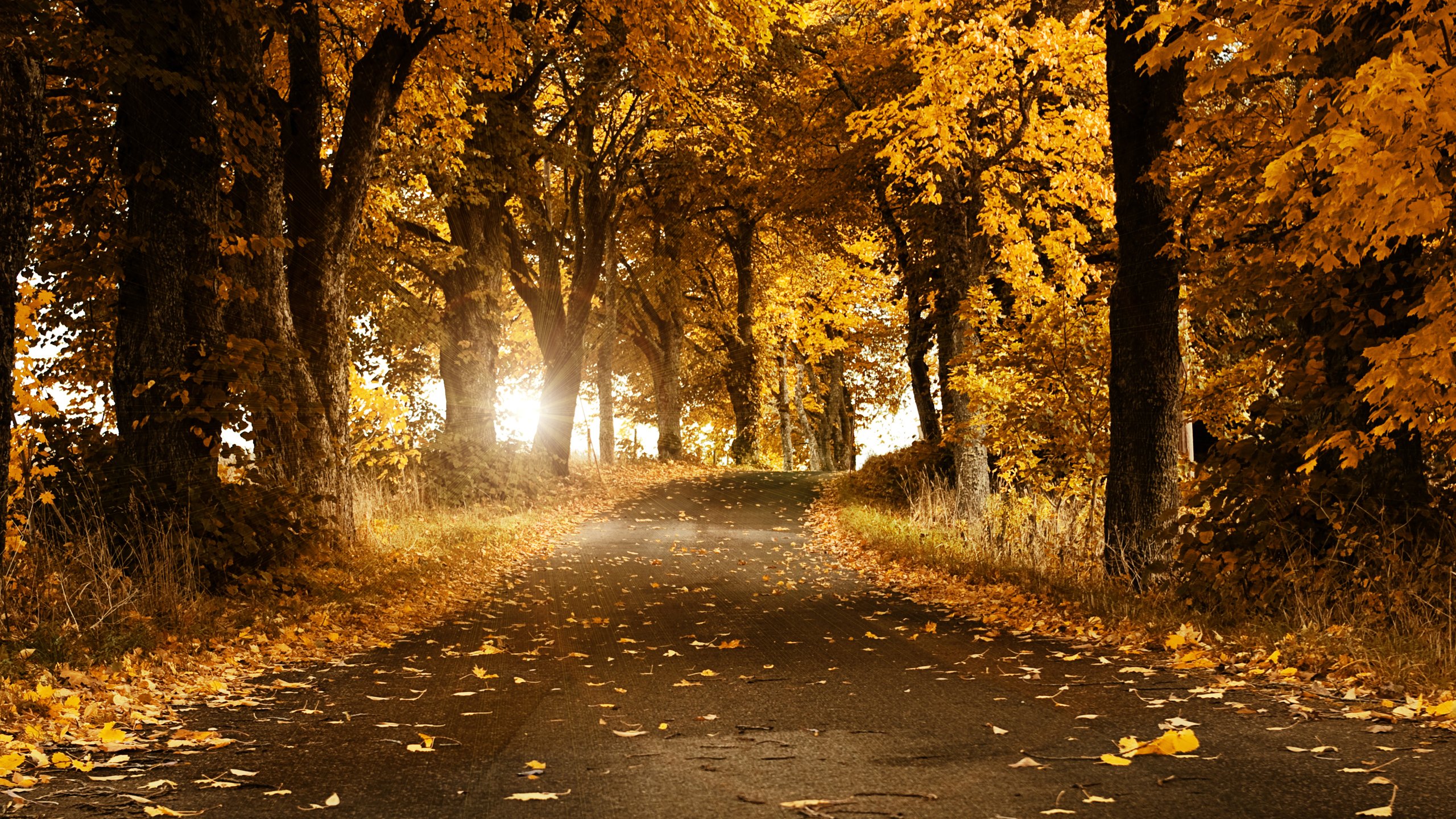 autumn, Fall, Landscape, Nature, Tree, Forest, Leaf, Leaves, Road, Path, Trail Wallpaper