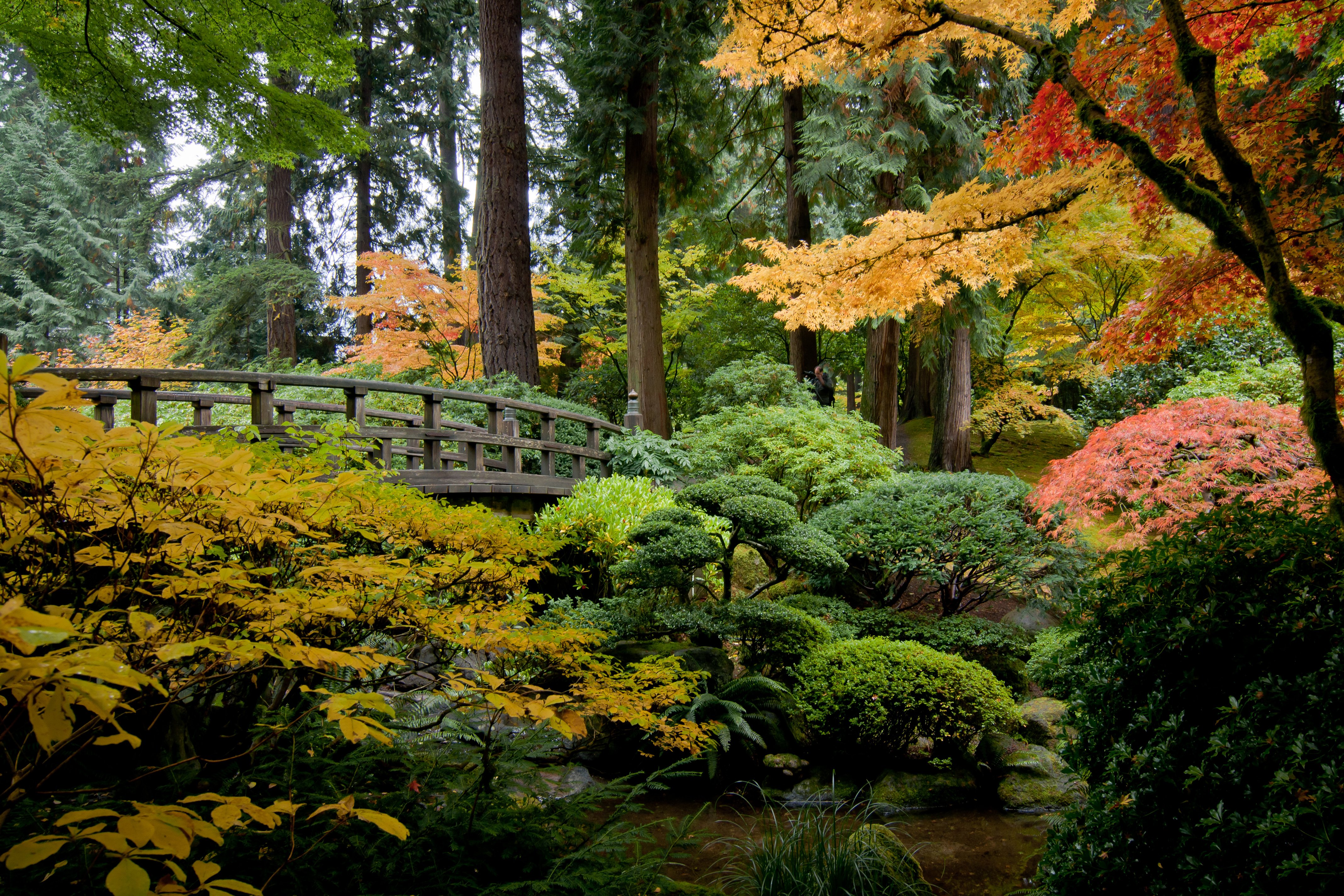 autumn, Fall, Landscape, Nature, Tree, Forest, Leaf, Leaves, Bridge Wallpaper