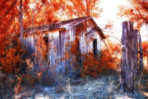 autumn, Fall, Landscape, Nature, Tree, Forest, Leaf, Leaves, House