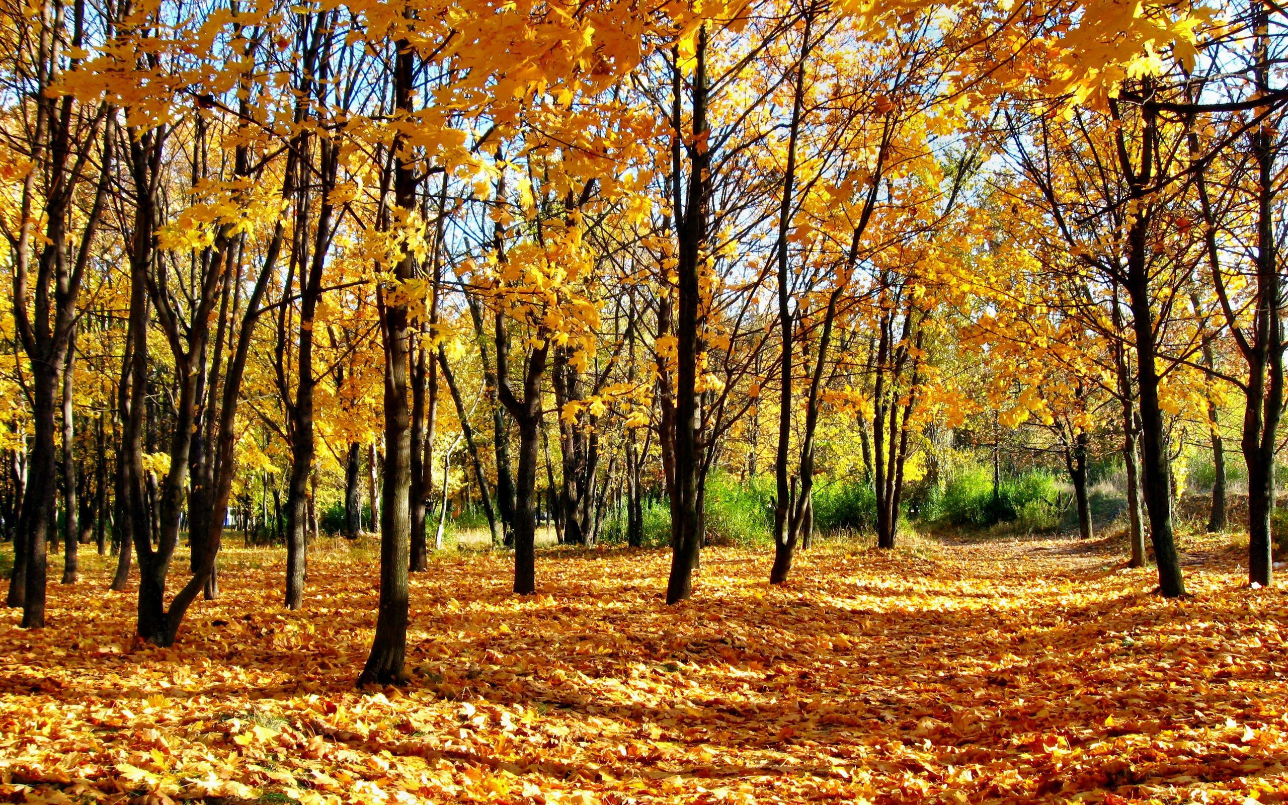 Куз татарский. Осень листопад. Осенний лес. Обои осень. Кленовый лес.