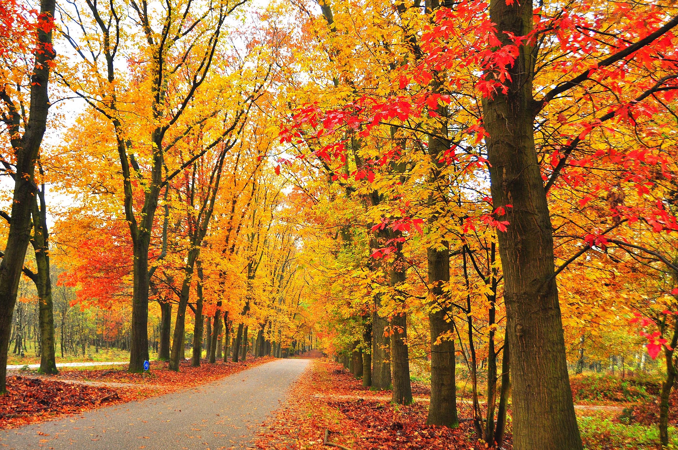 autumn-fall-landscape-nature-tree-forest-leaf-leaves-wallpapers