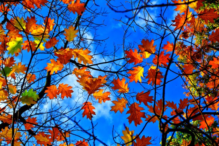 autumn, Fall, Landscape, Nature, Tree, Forest, Leaf, Leaves HD Wallpaper Desktop Background