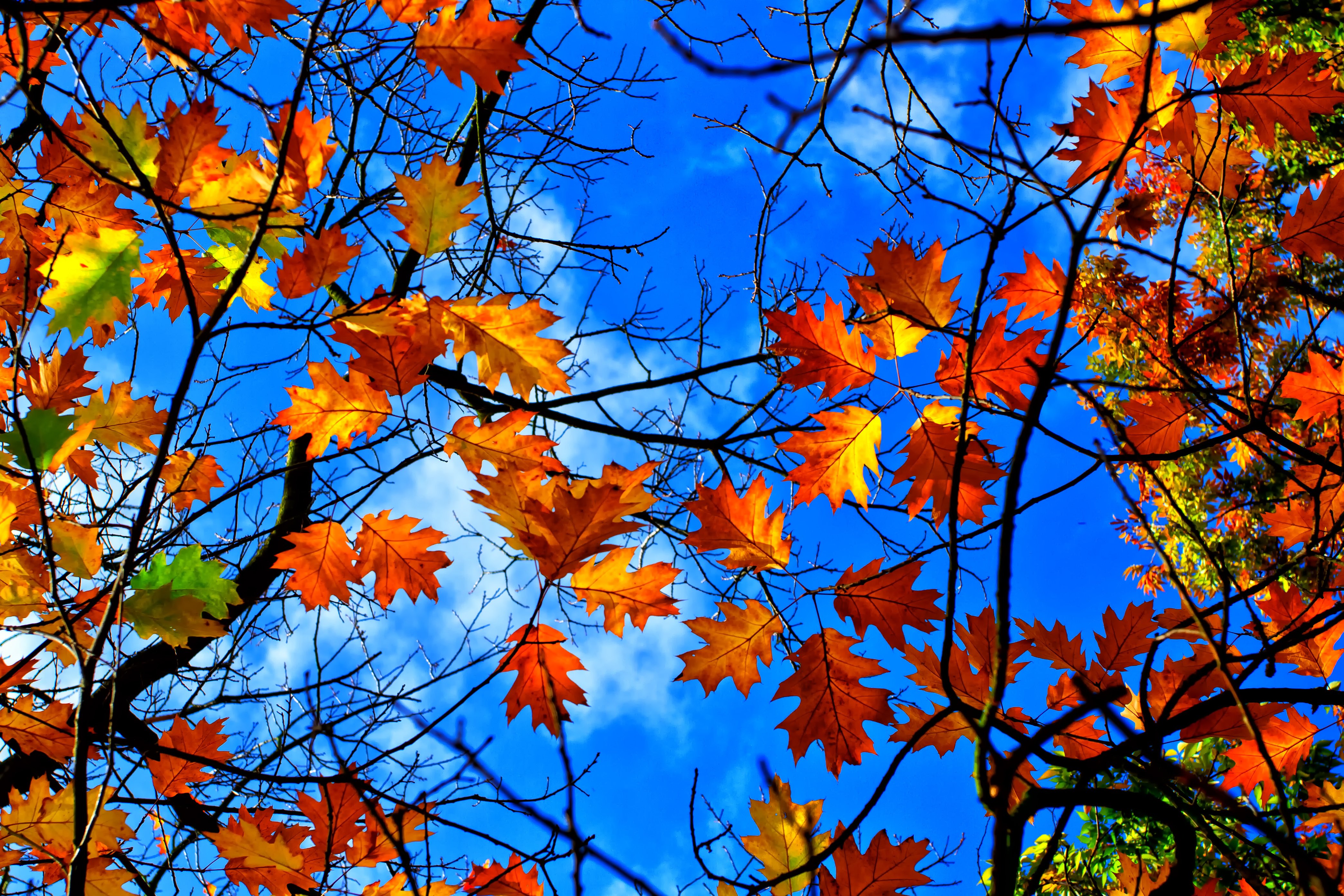 autumn, Fall, Landscape, Nature, Tree, Forest, Leaf, Leaves Wallpaper