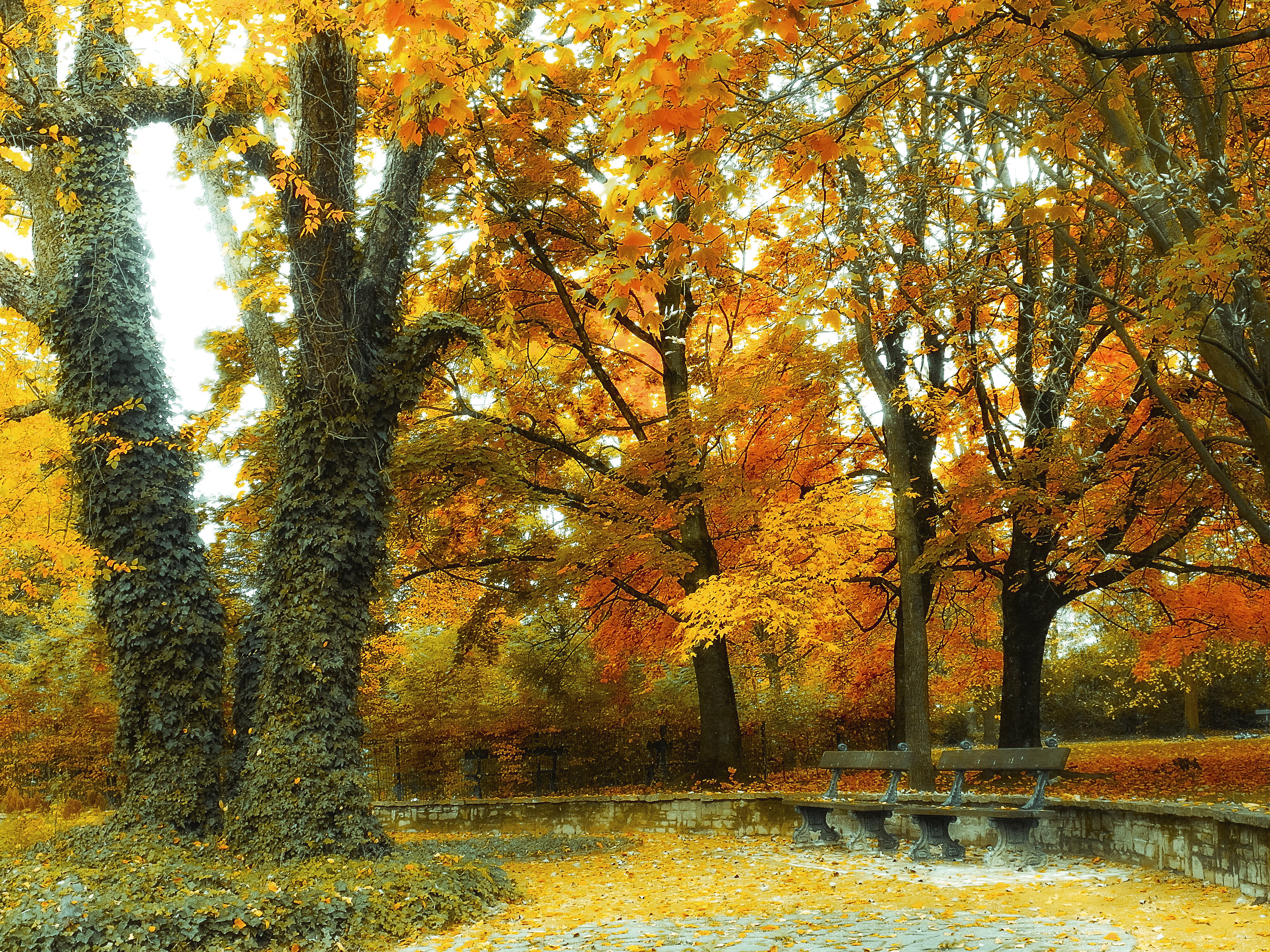 autumn, Fall, Landscape, Nature, Tree, Forest, Leaf, Leaves Wallpaper