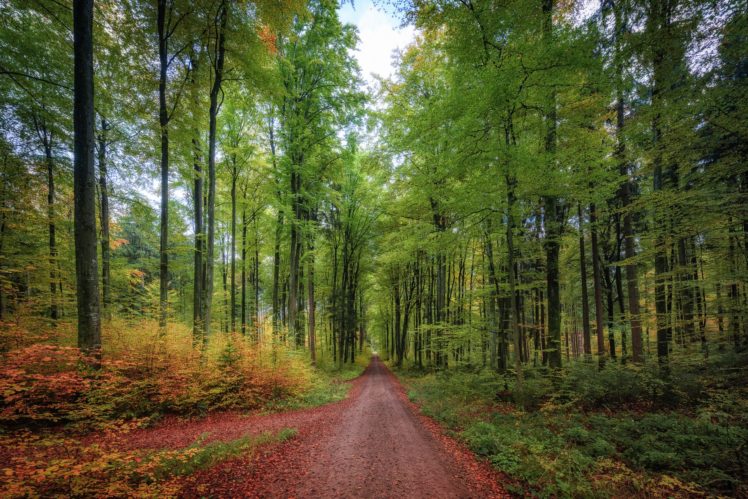 autumn, Fall, Landscape, Nature, Tree, Forest, Leaf, Leaves, Path, Trail, Road HD Wallpaper Desktop Background