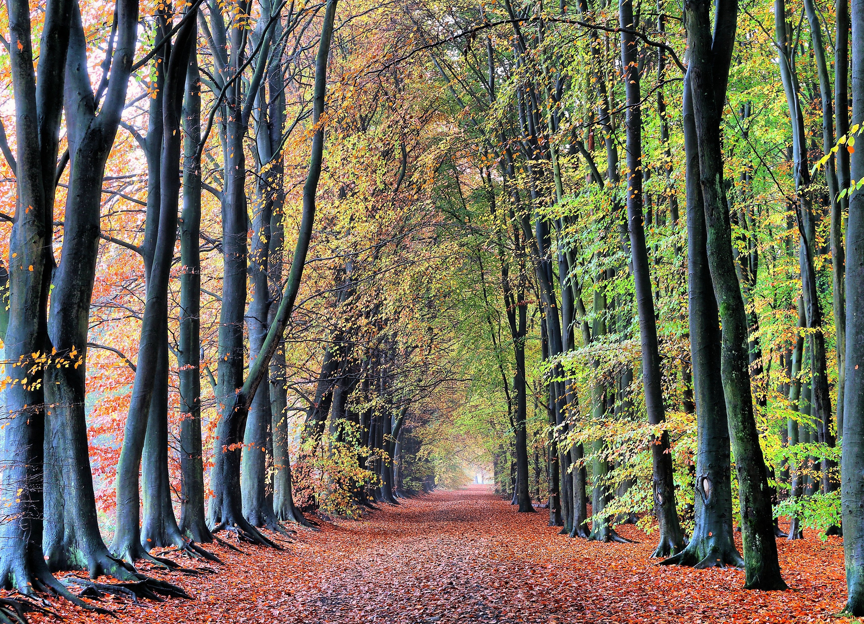 autumn, Fall, Landscape, Nature, Tree, Forest, Leaf, Leaves, Fence Wallpaper