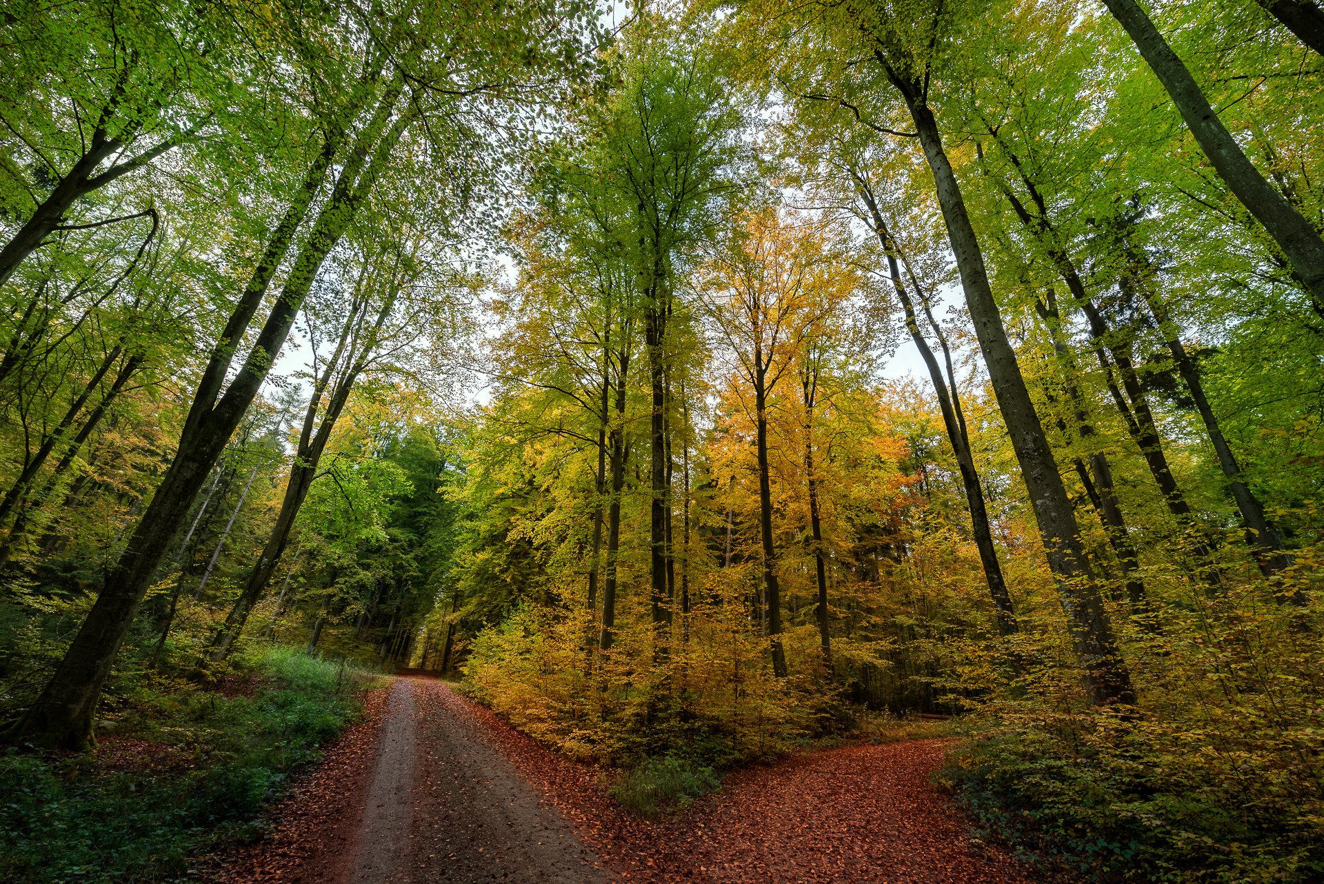 autumn, Fall, Landscape, Nature, Tree, Forest, Leaf, Leaves, Path