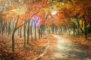 autumn, Fall, Landscape, Nature, Tree, Forest, Leaf, Leaves, Path, Trail, Road
