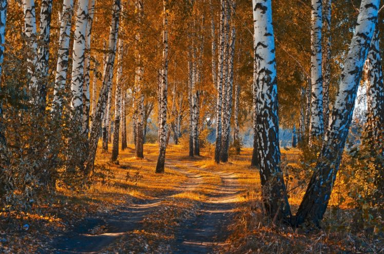 autumn, Fall, Landscape, Nature, Tree, Forest, Leaf, Leaves, Path, Trail, Road HD Wallpaper Desktop Background