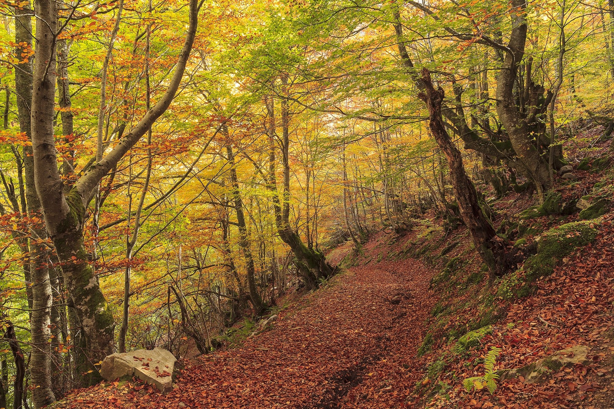 autumn, Fall, Landscape, Nature, Tree, Forest, Leaf, Leaves, Path, Trail, Road Wallpaper