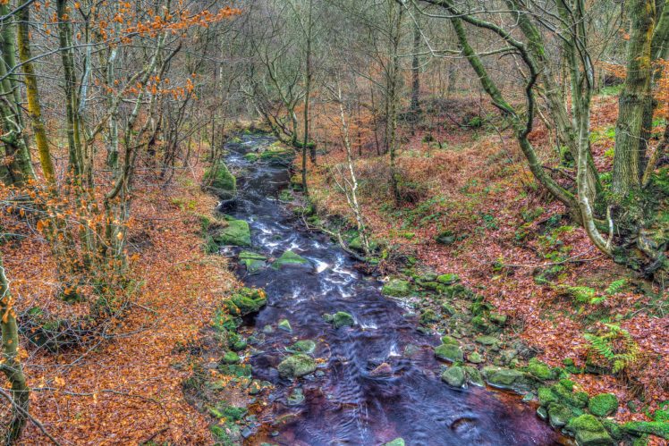 autumn, Fall, Landscape, Nature, Tree, Forest, Leaf, Leaves