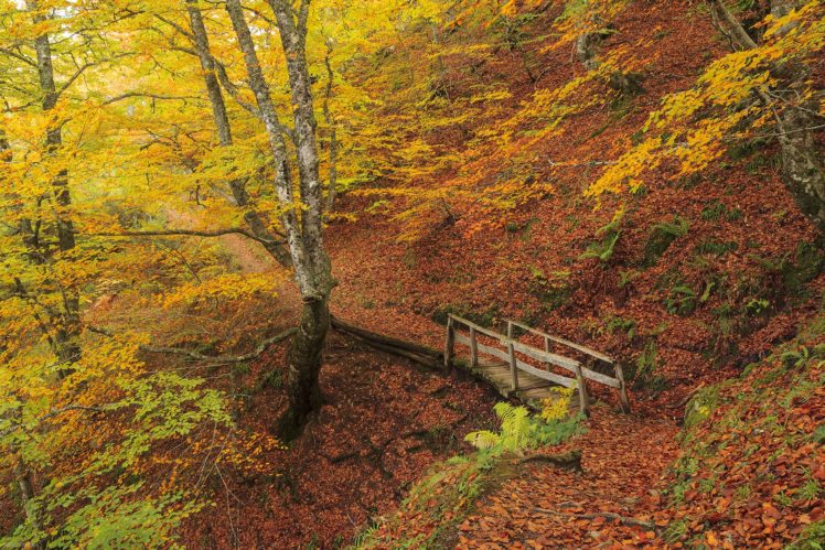 autumn, Fall, Landscape, Nature, Tree, Forest, Leaf, Leaves, Path, Trail, Road, Bridge HD Wallpaper Desktop Background