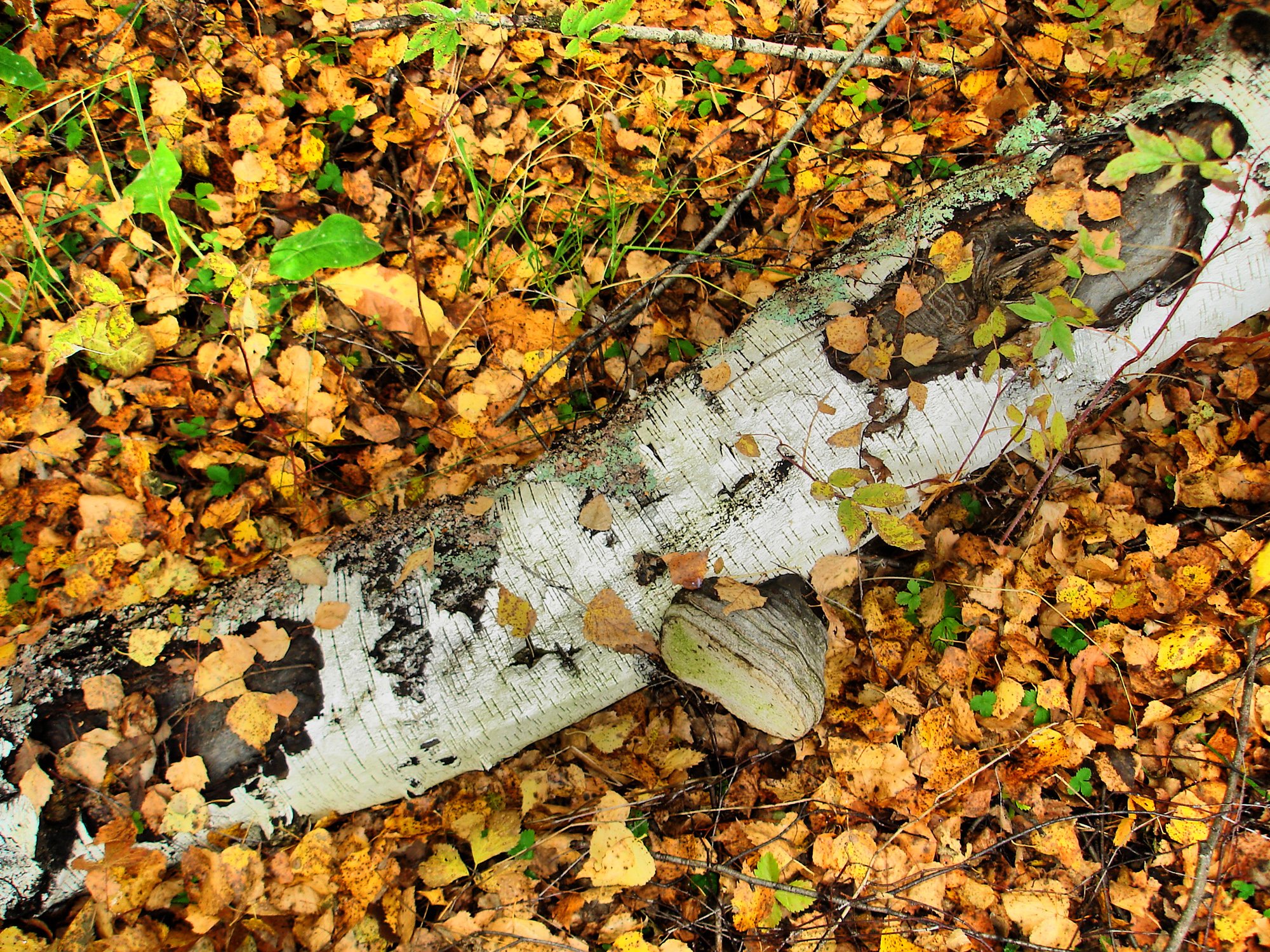 autumn, Fall, Landscape, Nature, Tree, Forest, Leaf, Leaves Wallpaper