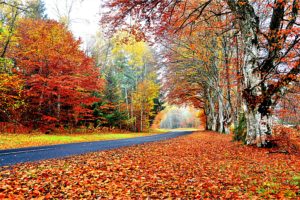 autumn, Fall, Landscape, Nature, Tree, Forest, Leaf, Leaves, Fence, Path, Trail, Road