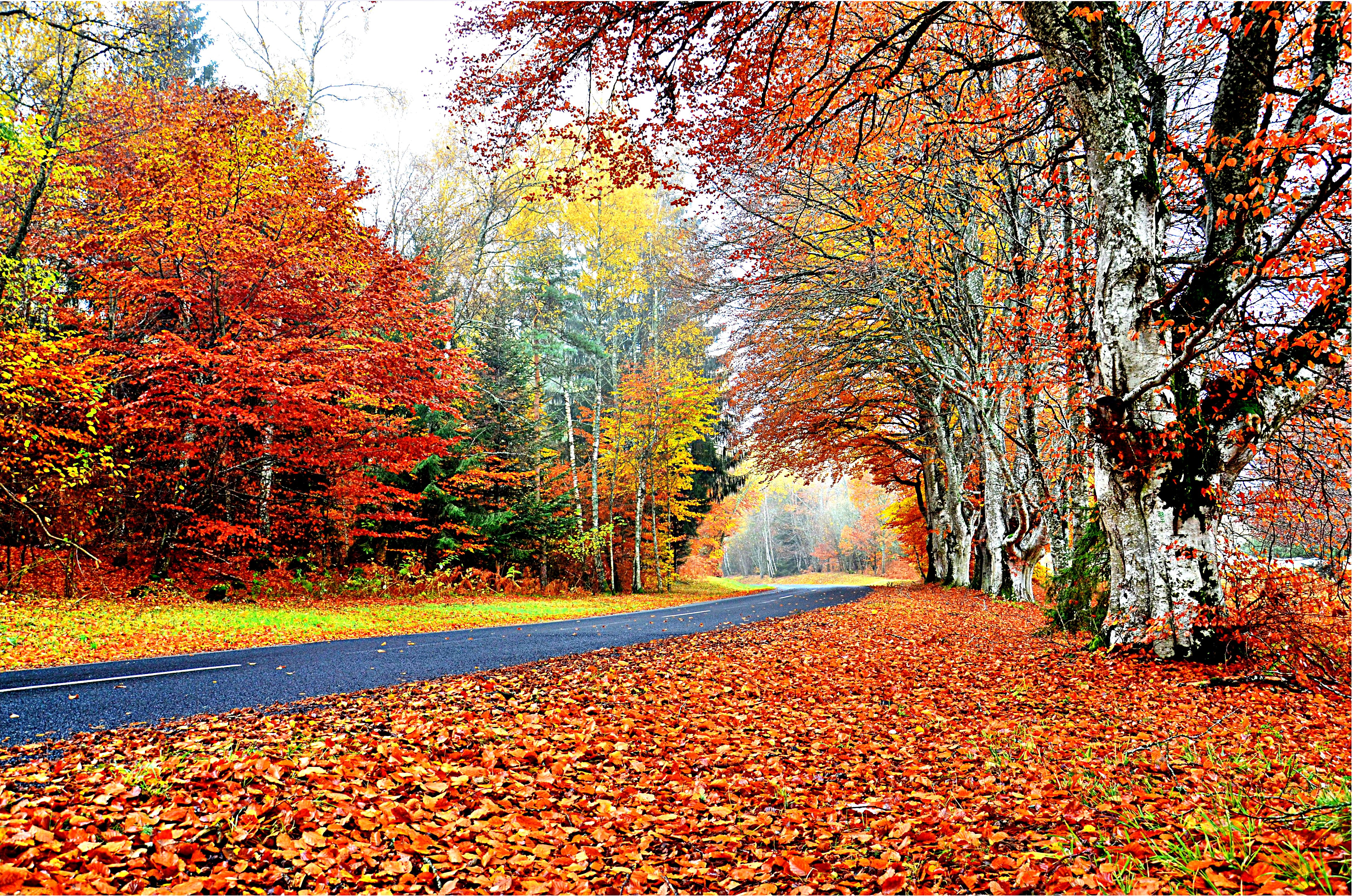Fall отзывы. Осень листопад. Осенний пейзаж листопад. Осень фото красивые природа листопад. Листопад на рабочий стол.
