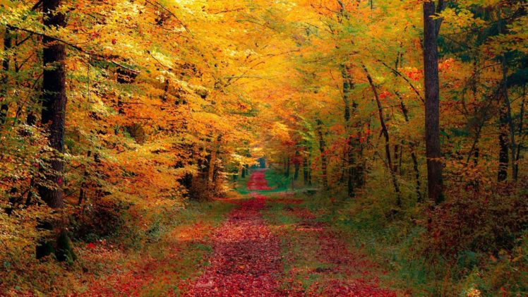 autumn, Fall, Landscape, Nature, Tree, Forest, Leaf, Leaves, Fence, Path, Trail, Road HD Wallpaper Desktop Background