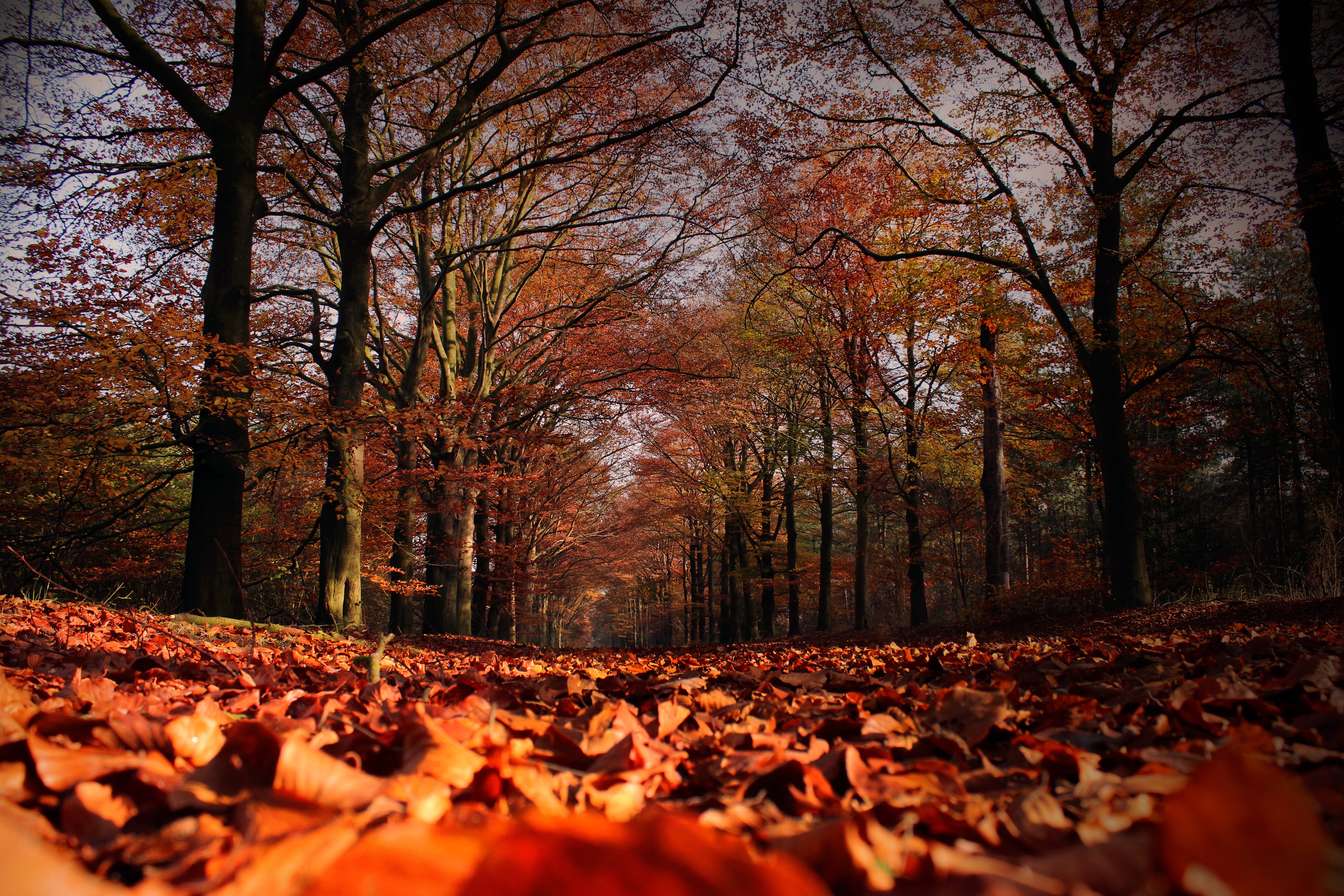 autumn, Fall, Landscape, Nature, Tree, Forest, Leaf, Leaves Wallpaper