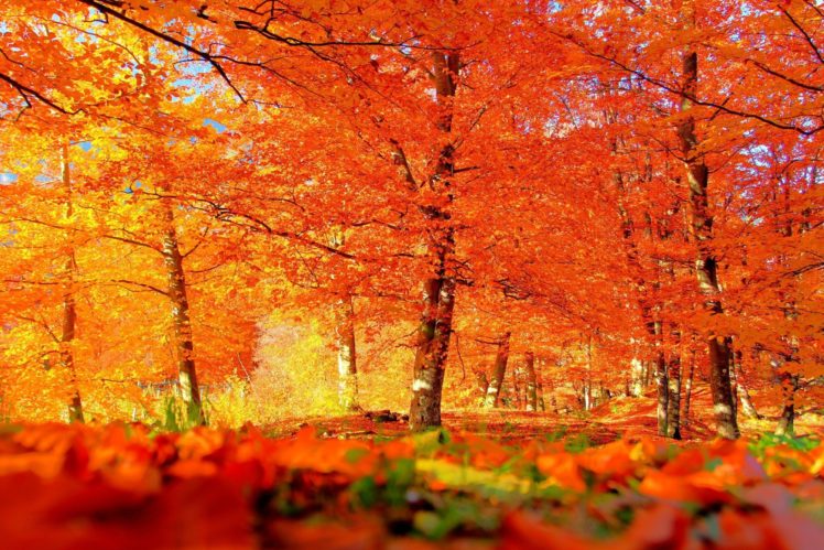 autumn, Fall, Landscape, Nature, Tree, Forest, Leaf, Leaves HD Wallpaper Desktop Background