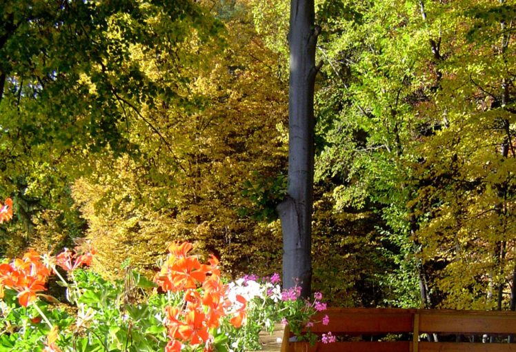 autumn, Fall, Landscape, Nature, Tree, Forest, Leaf, Leaves, Bench HD Wallpaper Desktop Background