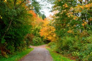 autumn, Fall, Landscape, Nature, Tree, Forest, Leaf, Leaves, Path, Trail