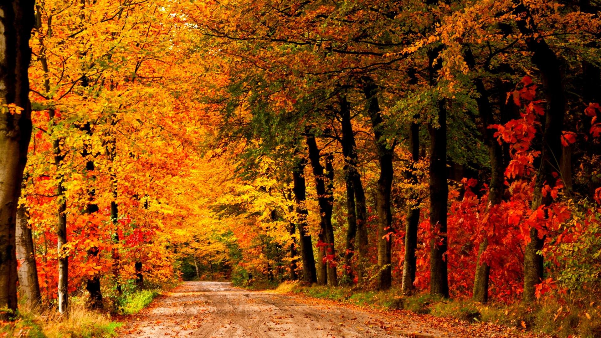 autumn, Fall, Landscape, Nature, Tree, Forest, Leaf, Leaves, Path, Trail Wallpaper