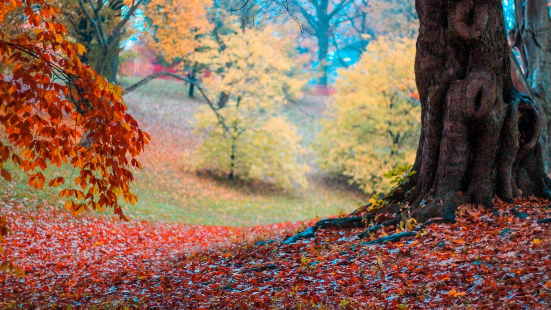 autumn, Fall, Landscape, Nature, Tree, Forest, Leaf, Leaves Wallpaper